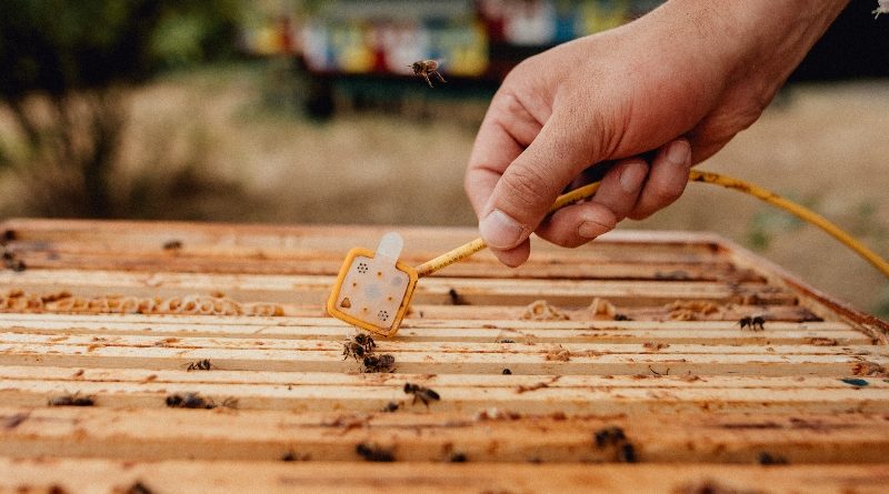 Collaborazione Schaeffler e 3Bee per proteggere la biodiversità